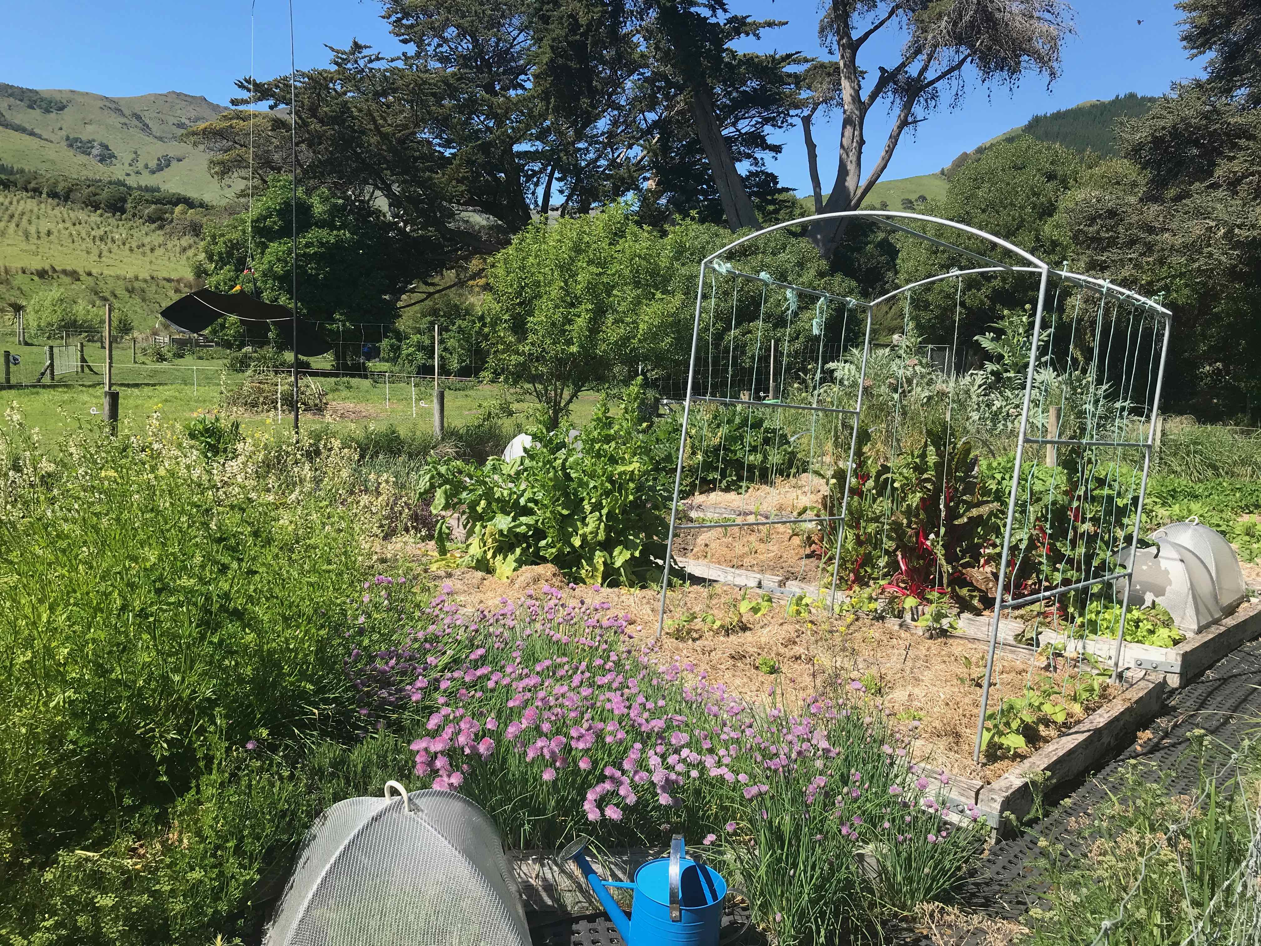 Tunnel house planting Vegetables from paradise